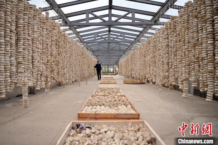 圖為5月10日，工作人員檢查晾曬的曲胚。九美旦增　攝