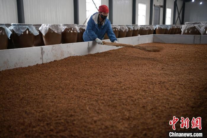 圖為5月10日，工作人員整理鋪撒的酒醅。九美旦增　攝