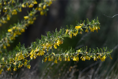 1741594547518105.jpg DSC_8315.JPG