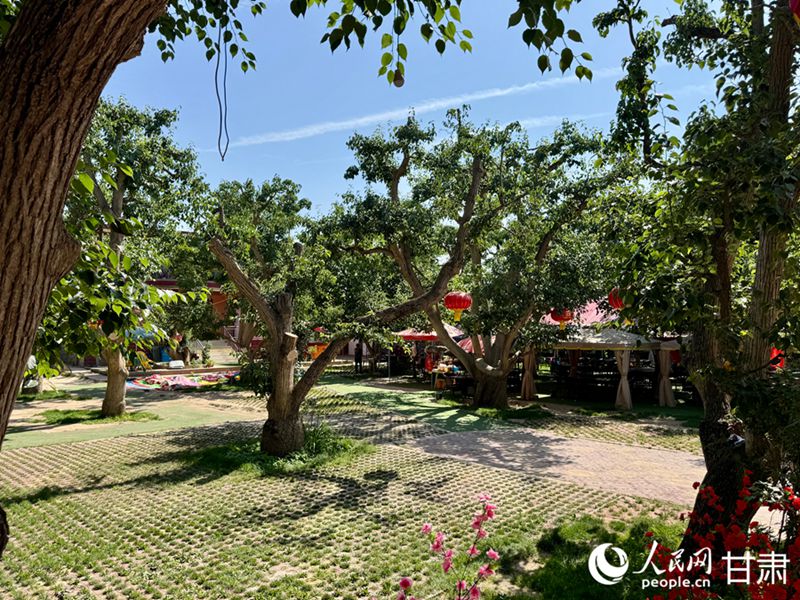 什川古梨園。人民網(wǎng)記者 焦隆攝