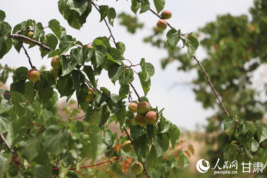 蘭溝村百畝杏林的杏子即將成熟。人民網(wǎng)記者 焦隆攝
