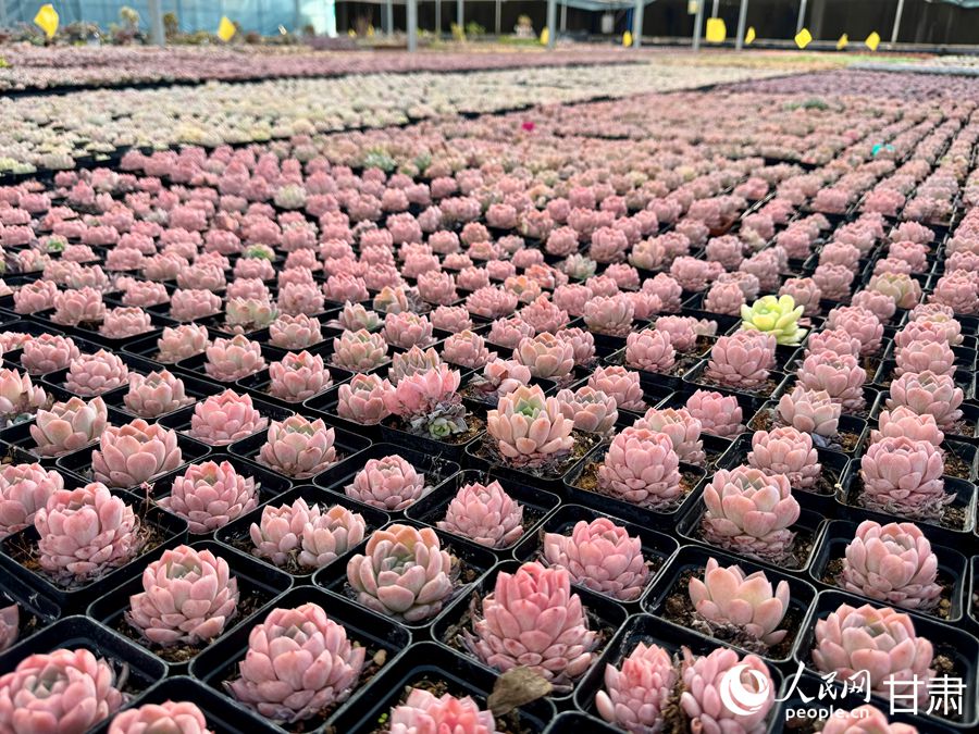 蘭州鑫源現(xiàn)代農(nóng)業(yè)休閑觀光旅游景區(qū)多肉大棚。人民網(wǎng)記者 焦隆攝