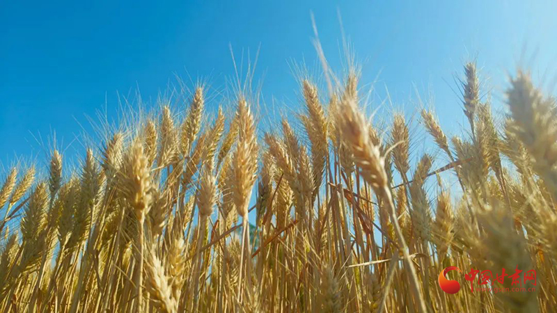 涇川：麥浪翻金 奏響豐收樂(lè)章