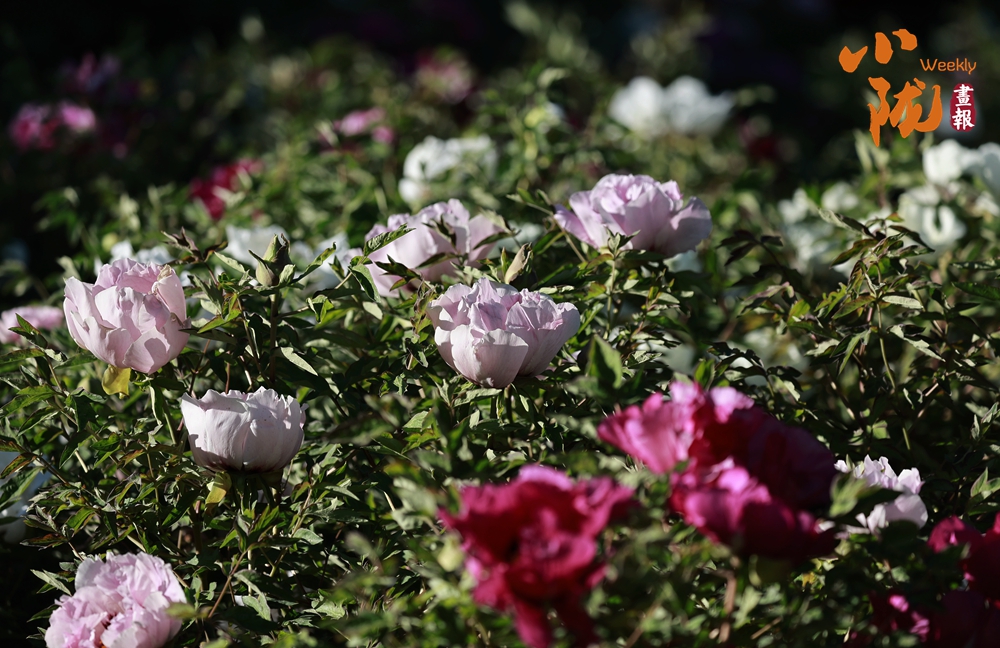 金塔 牡丹花開(kāi)艷 芬芳醉游人