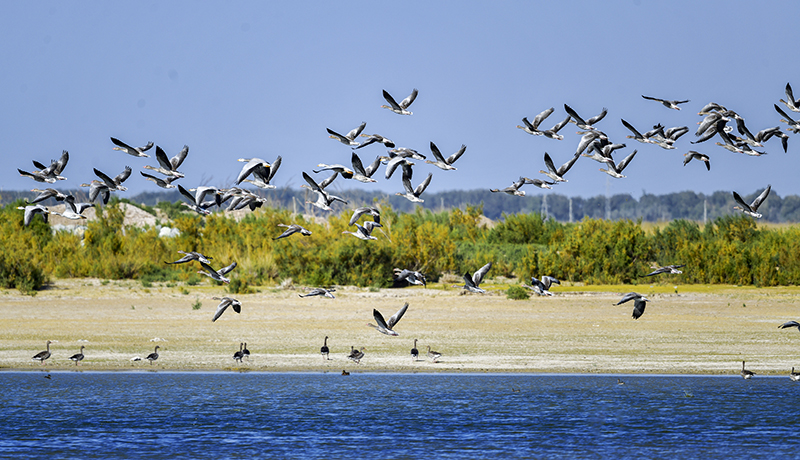 瓜州：守護(hù)綠水青山 筑牢生態(tài)屏障