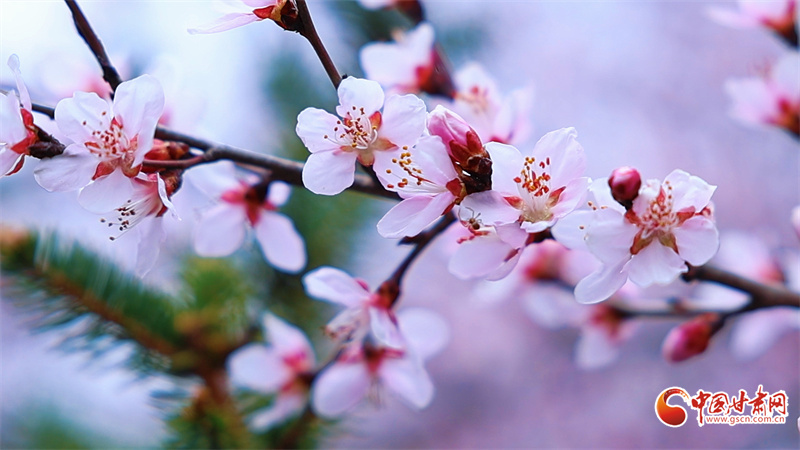 崇信春景：一城雙桃韻，滿目盡春情